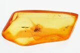 Detailed Fossil Parasitic Wasp and Barklouse in Baltic Amber #325437-1